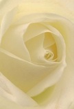This captivating image draws you deep into the swirling embrace of a cream-and-ivory rose, its petals unfolding with such softness and intimacy that one might imagine resting amid the gentle blooms at Bowes Park's quiet gardens. The velvety spirals, tinged with translucent white along the edges, are bathed in diffuse morning light reminiscent of peaceful walks along the New River Path nearby. Subtle shadows meander along each fold, enhancing the depth and inviting your senses to explore the gentle peaks and valleys-every detail a testament to the florist's devotion. The atmosphere is one of peaceful reflection, an echo of those quiet gestures shared between neighbours, friends, and family throughout Bowes Park. Ideal for expressing admiration, deep sympathy, or hope for new beginnings, this singular bloom carries both artistry and emotion-its faint, soothing fragrance imagined just beneath the surface. Crafted with care and local knowledge, each petal mirrors the resilience and tenderness found in the community, making this rose an authentic offering for Bowes Park's most cherished moments.